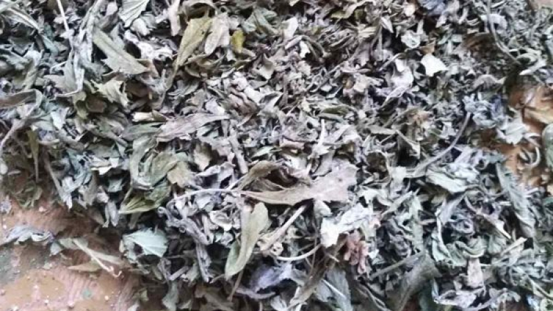 marihuana_suha11.jpg